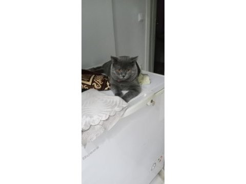 British shorthair kedisi çok oyuncu
