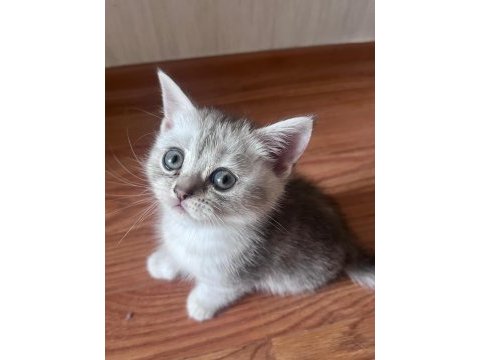 Kedilerimizi sahiplendirme