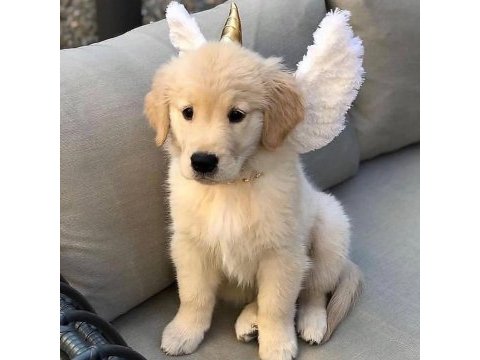 Dişi erkek golden retriever kapıda ödemeli güvenli sistem