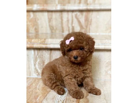 Toy poodle kore kan yavrularımız