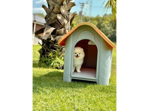 Daha iyisi yok gercek teddy bear pomeranian
