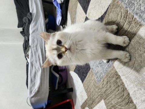 6 - 11 aylık arası blue point british shorthair