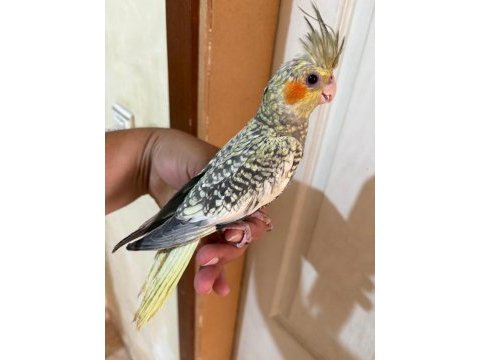 64 günlük uysal sultan papağanı bebek