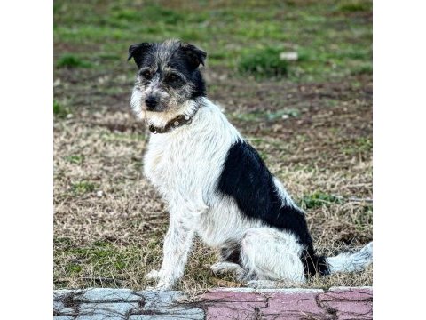 Terrier yavruları 45 günlük