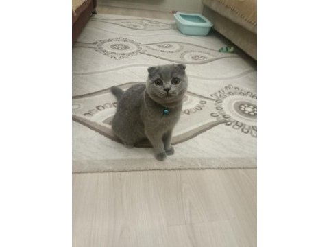 5 aylık erkek scottish fold