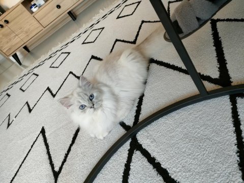 Safkan ırk british longhair erkek 1 yaşında