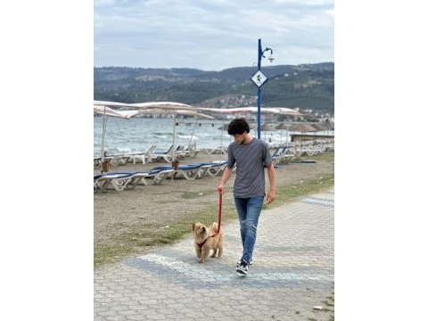 Chow chow çin aslanı
