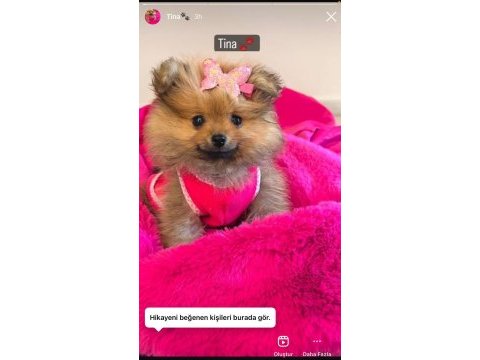 Tatlı ve sevimli tina pomeranian boo