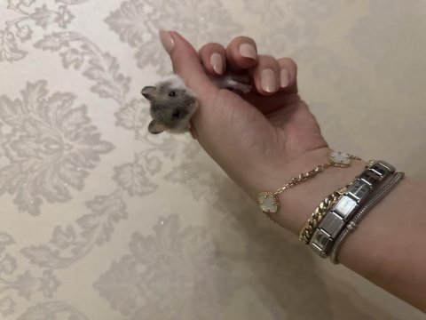Hamster bebek