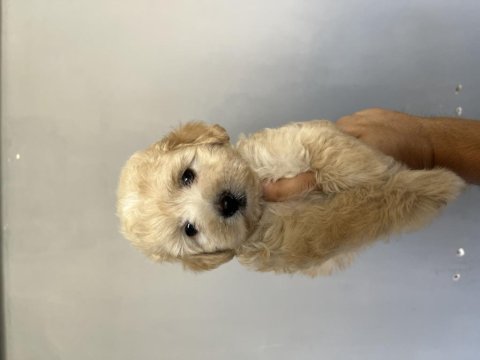 Safkan maltipoo bebekler