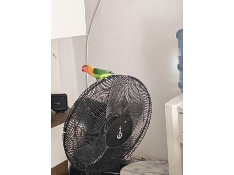 Yavru çift 5 aylık kuşumuz