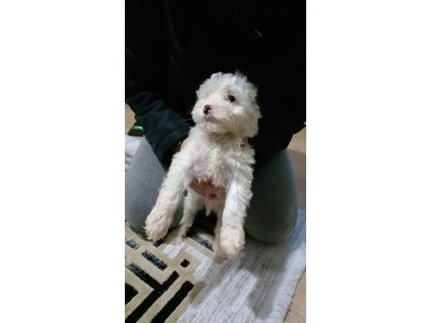 Maltipoo 3 aylık yavru