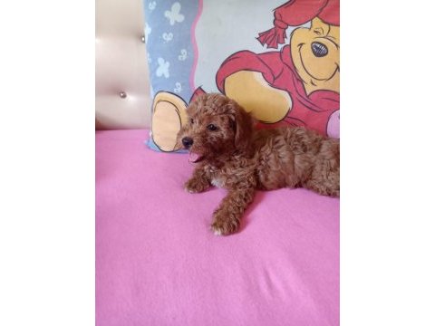 Red maltipoo minnaklar
