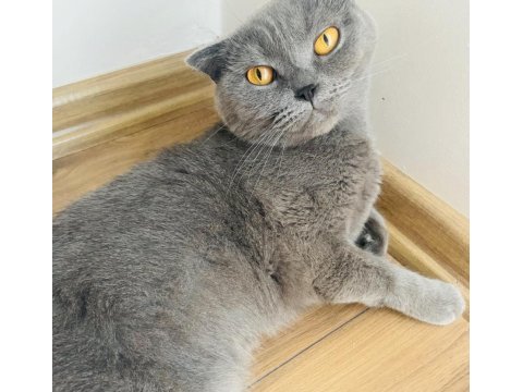 Scottish fold 2 yaşında sahiplendirme