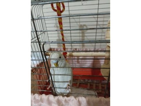 3 aylık erkek kuşum