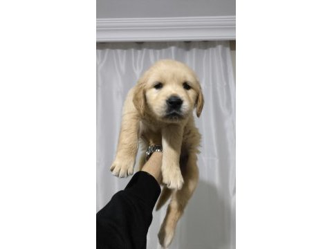 Golden retriever yavrum