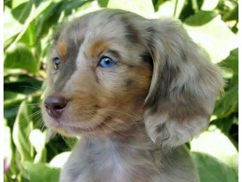 Isabella merle uzun tüylü long hair dachshund