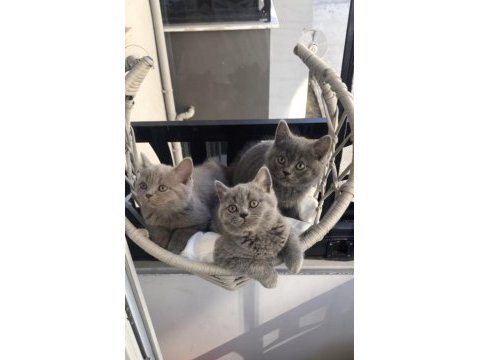 British shorthair yavruları