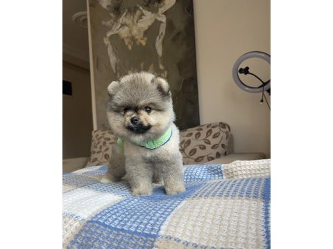 Ayı sırat pomeranian boo yavrular