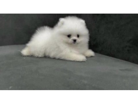 Pomeranian boo sağlıklı ve bakımlı