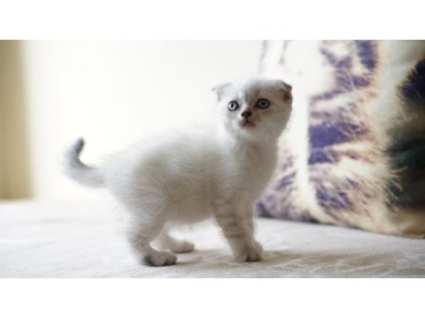 Veteriner kontrollü 45 günlük scottish fold yavrular