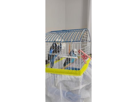 Show jumbo çift muhabbet kuşu