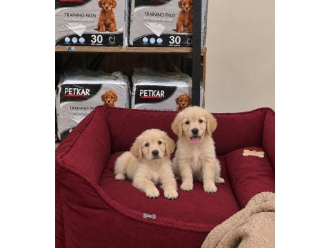 Golden retriever yavrular