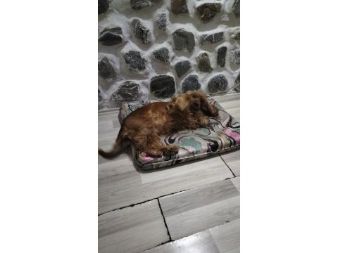 Komut eğitimli ve tuvalet eğitimli efsane köpeğimiz kuki