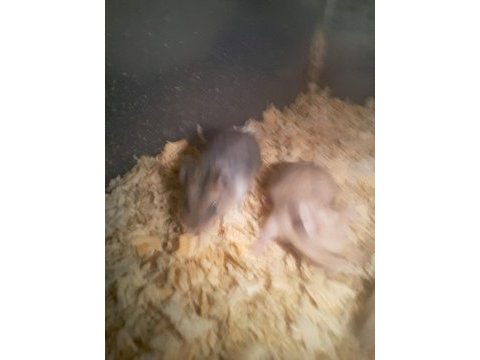 Hamster gonzales ve suriye