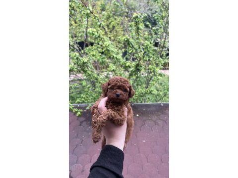 Harika dark brown poodle
