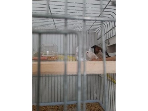 Takım bengal finch daha önce yavru alındı