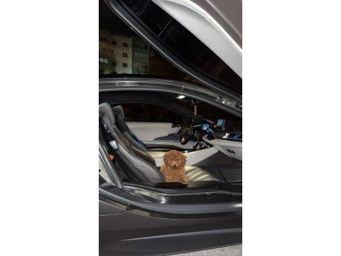 4 aylık toy poodle