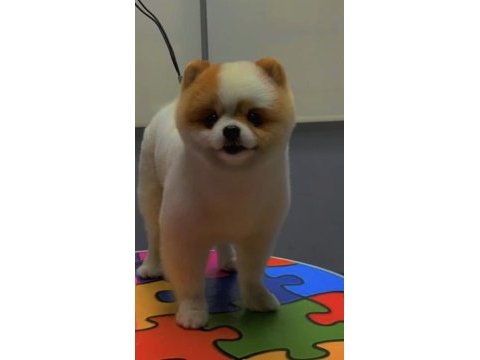 Safkan pomeranian boo yavrular