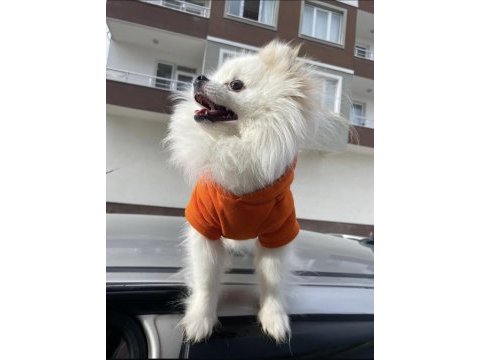 2 yaş pomeranian kırma