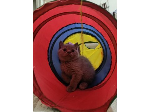 2 aylık british shorthair