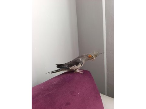 4 aylık erkek evcil konuşan sultan papağanı