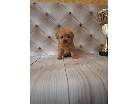 Son kalan toy poodle kalitesinde maltipoo yavrum