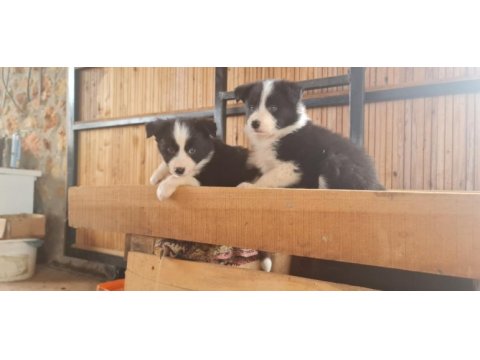 Border collie yavrular
