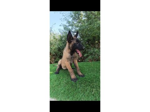 Orjinal belçika malinois bebekler