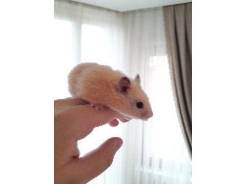 Minik hamsterlar çok tatlı