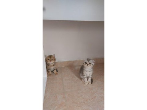 Scottish fold/ british shorthair yavrular
