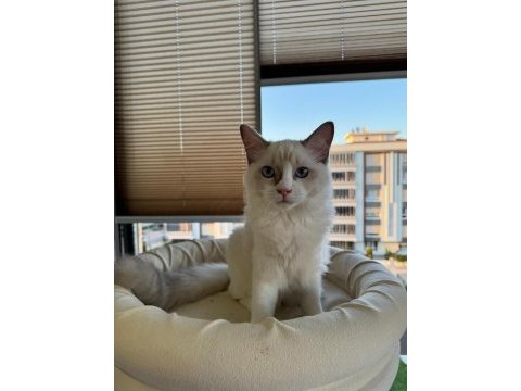 Boncuk gözlü safkan ragdoll yavru