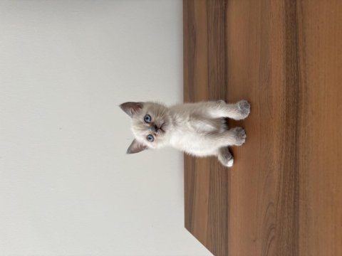 British blue point bebeklerimiz