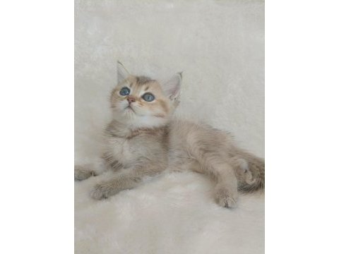 Minicik bebiş kediler
