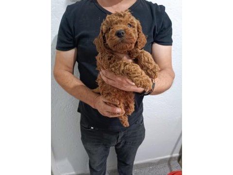 Anne altından poodle yavrular