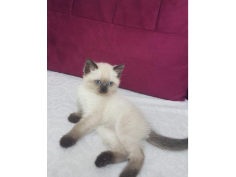 British blue point yavru