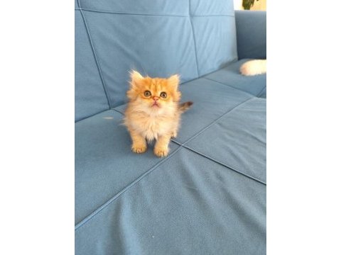 British longhair silver ve golden yavrular