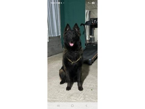 Bayrama ömürlük malinois dostunla gir