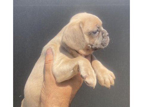 İzmirden french bulldog yavrularımız
