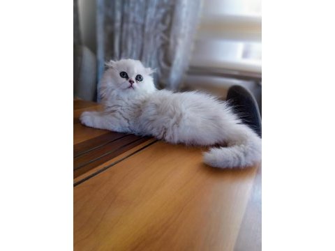 Scottish fold dişi